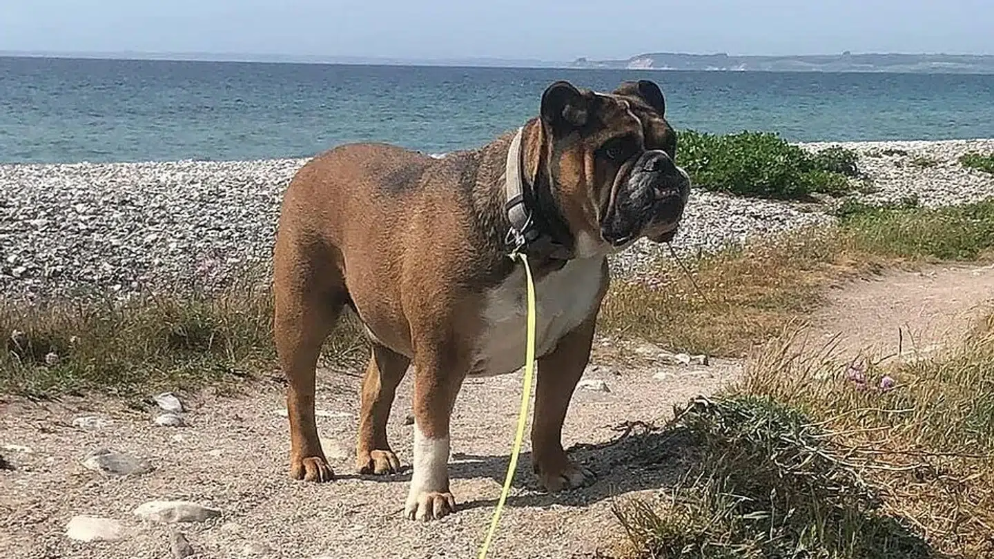 Trines hund, Samson, som også sank i kviksandet.