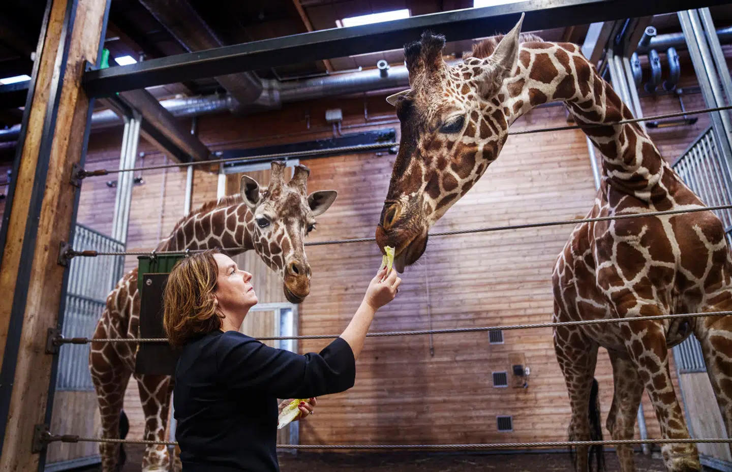 Direktør Pernille Mehl har fået en kaotisk start i København ZOO. En større gruppe ansatte har klaget over hende, og samtidig kæmper den zoologiske have med økonomiske udfordringer. Arkivfoto: Liselotte Sabroe/Ritzau Scanpix