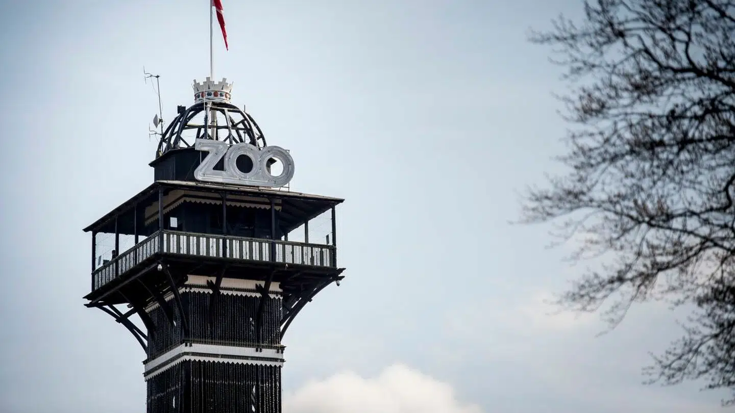 Københavns Zoo fik et rigtig skidt 2023-regnskab.