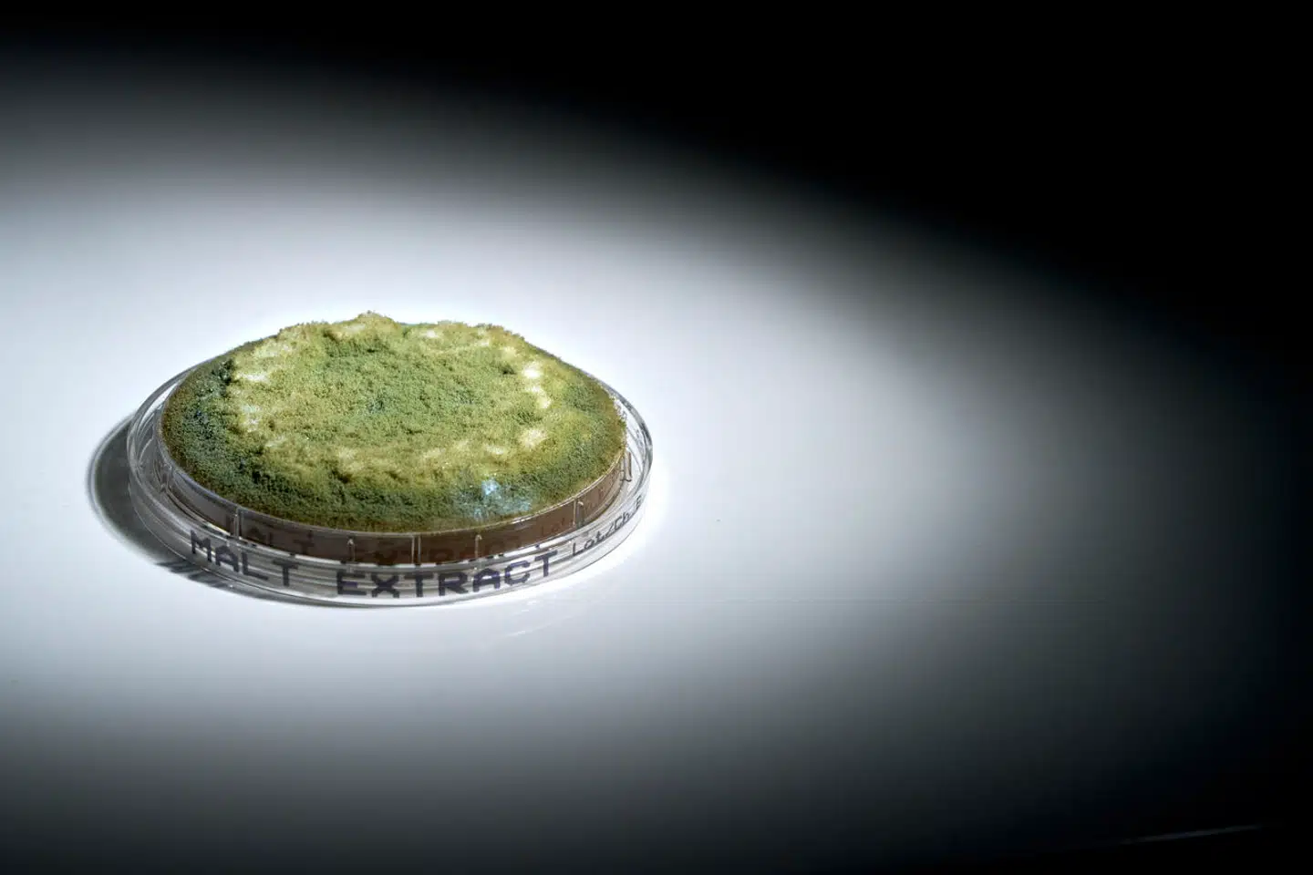 Det er netop denne skimmelsvamp, Aspergillus flavus, der har hørt til en række smittetilfælde blandt meget sårbare patienter på Rigshospitalet.