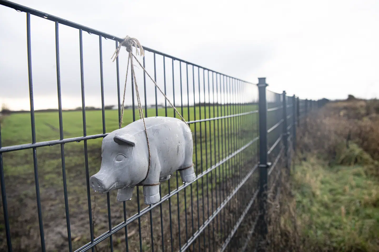 I 2019 blev der sat et hegn op mellem Danmark og Tyskland, som skal forhindre, at vildsvin trasker over grænsen. (Arkivfoto).