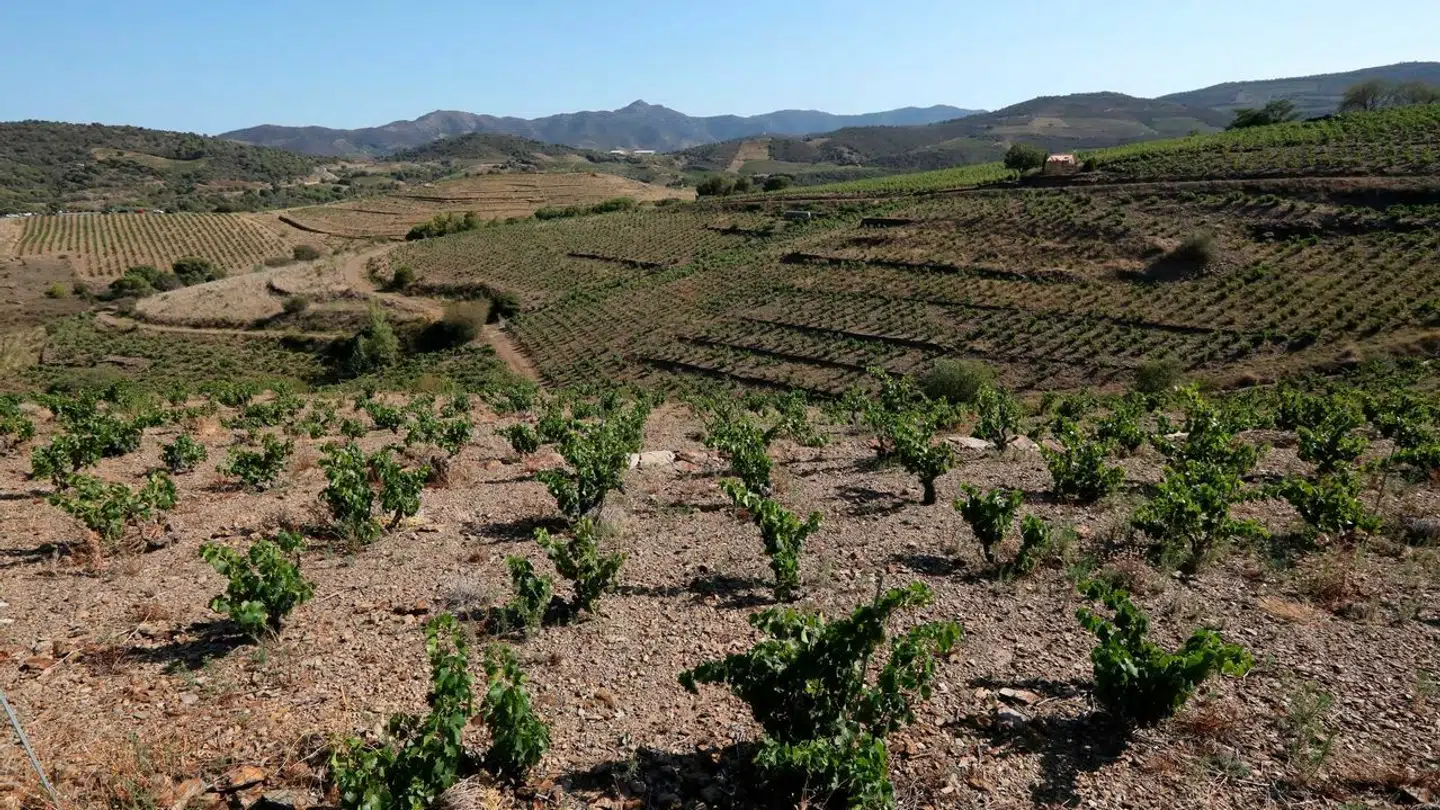 En vingård i Pyrénées-Orientales, der er ramt af tørke. Billedet er fra august sidste år.