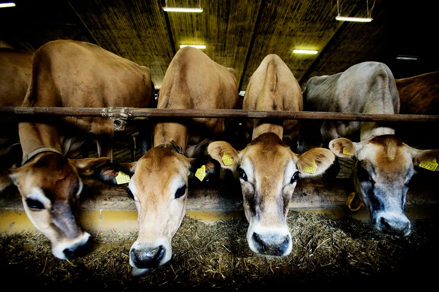 Der venter et stort opgør om en CO₂-afgift på landbruget, inden politikerne går på sommerferie.