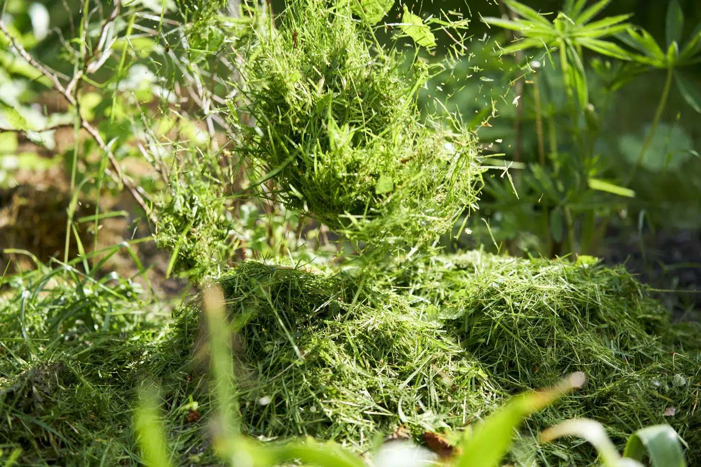 Patientforening måler højeste niveau af græspollen nogensinde. (Arkivfoto).