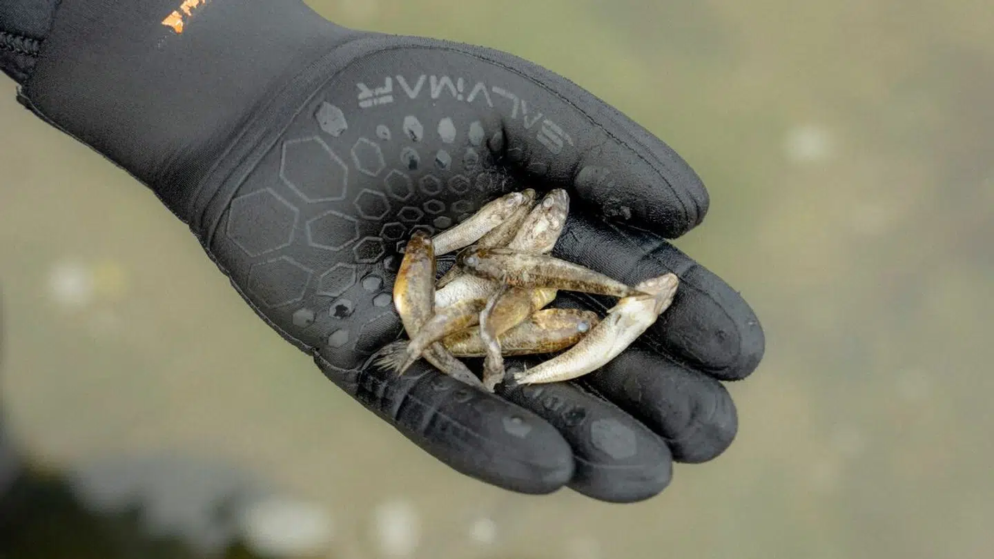 Døde fisk fundet på bunden af Roskilde Fjord august 2023.