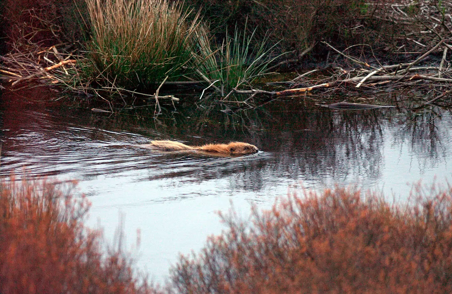 Det er første gang i over 2.500 år, at en vild bæver er naturligt indvandret til Danmark. Arkivfoto: Morten Juhl, Scanpix