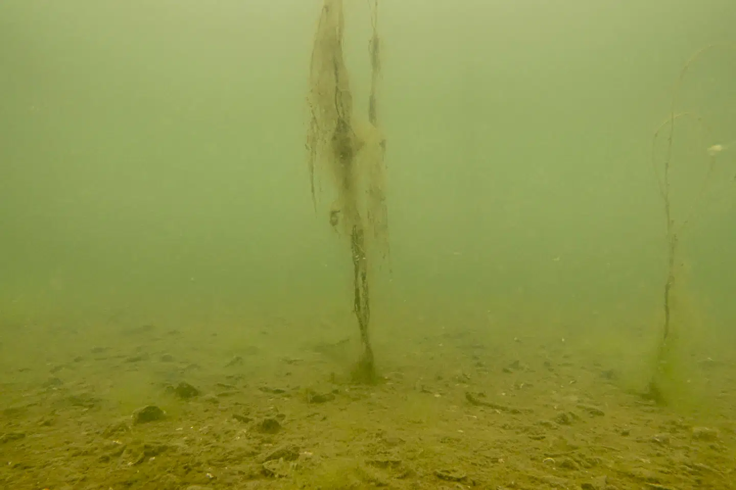 Als Fjord. Sådan ser vores havbunde ud. Fiskene er væk, planterne rådne og store områder af de indre danske farvande er døde. Selvom politikere og eksperter i årtier har talt om at løse problemet, blev 2023 året, hvor vores fjorde og have blev ramt af det værste iltsvind i 20 år. Førende forskere på området peger alle pilen på landbruget, som står for 70 procent af udledningen af den kvælstof, der er den primære årsag til vores ødelagte natur under overfladen.