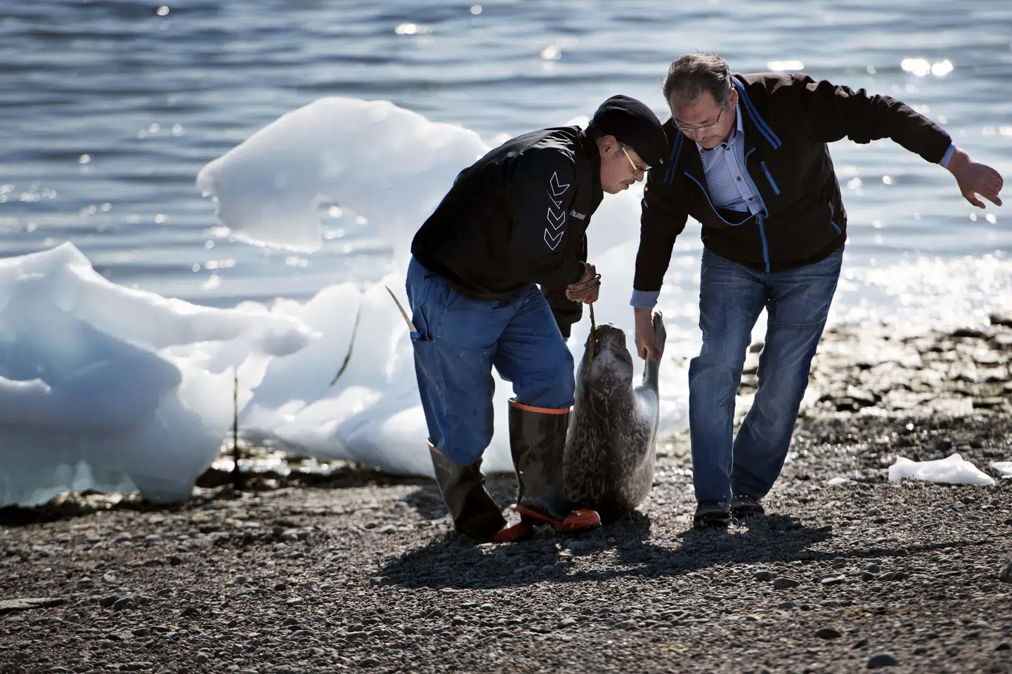 I forbindelse med et kongeligt besøg i Vestgrønland i 2015 fangede selvstyrets folk sæler, som vist på billedet. (Arkivfoto).