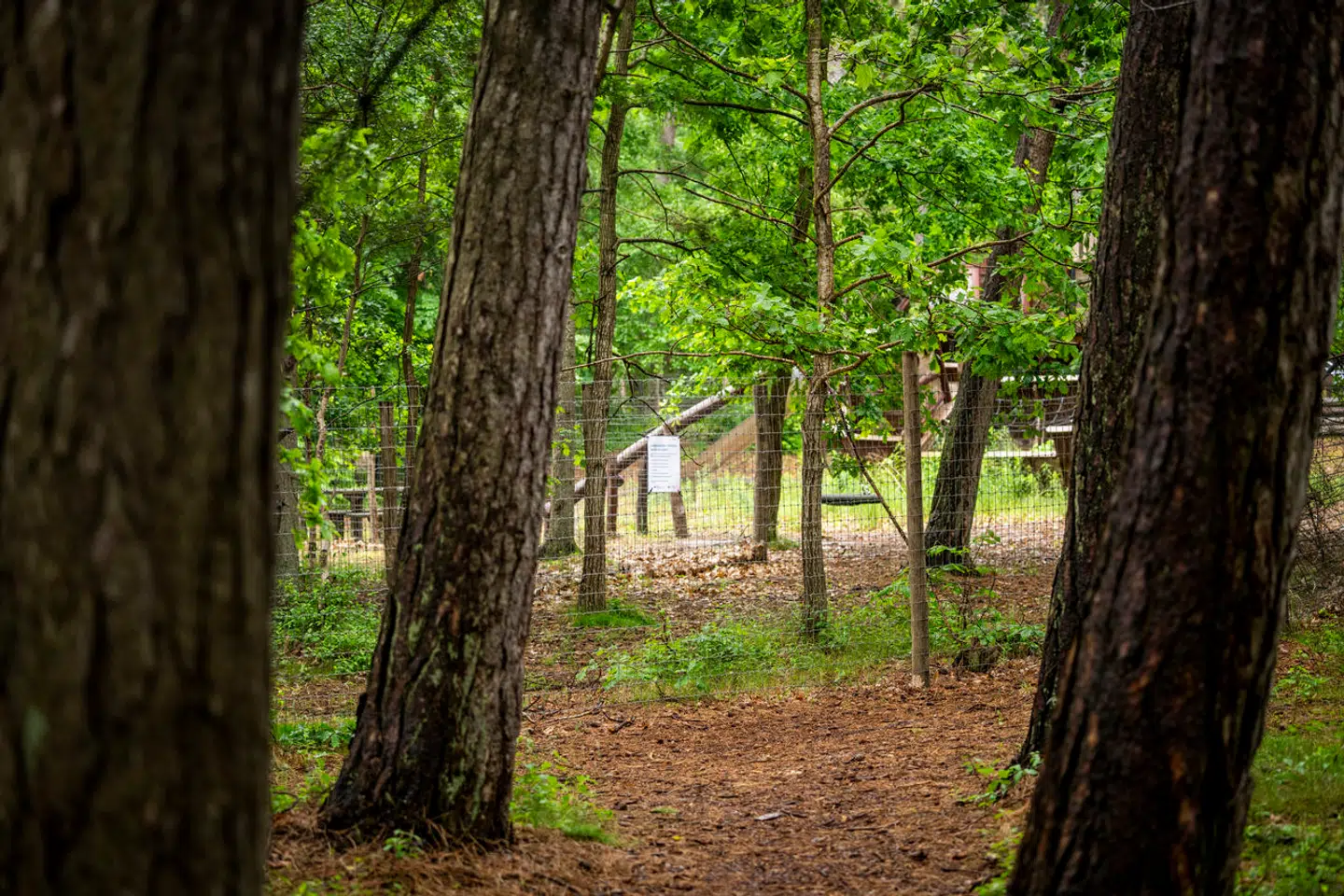 Skovlegepladsen i Tisvilde Hegn i Nordsjælland er et af de steder, som i perioder har været lukket, fordi der er fundet flåter bærende på TBE-virus.