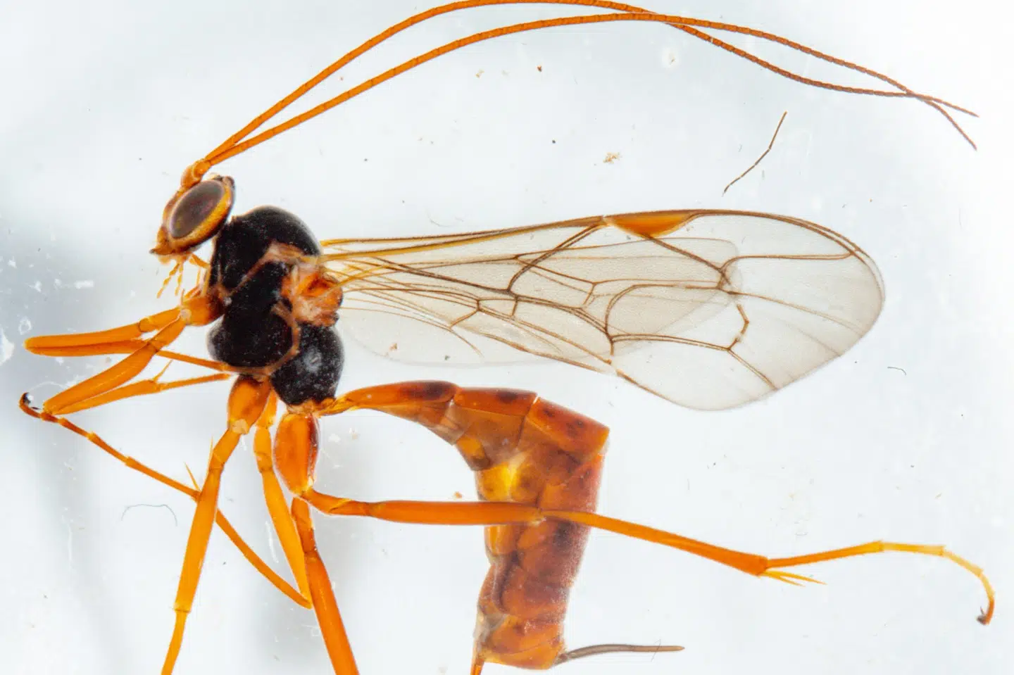 Hvepsearten Netelia caucasica er for første gang blevet fundet i Danmark. Arten er en nataktiv snyltehveps, der lever af sommerfuglelarver.