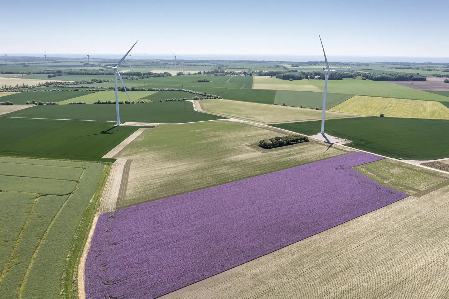 Miljøstyrelsen har givet dispensation til at bruge Reglone til nedvisning af purløg i forbindelse med frøavl, da der er vist sikker anvendelse, lyder det. (Arkivfoto).