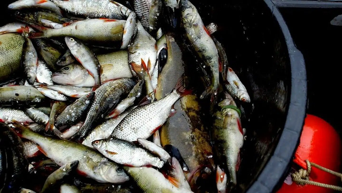 En mand blev forgiftet af fiskedampe fra skidtfisk.