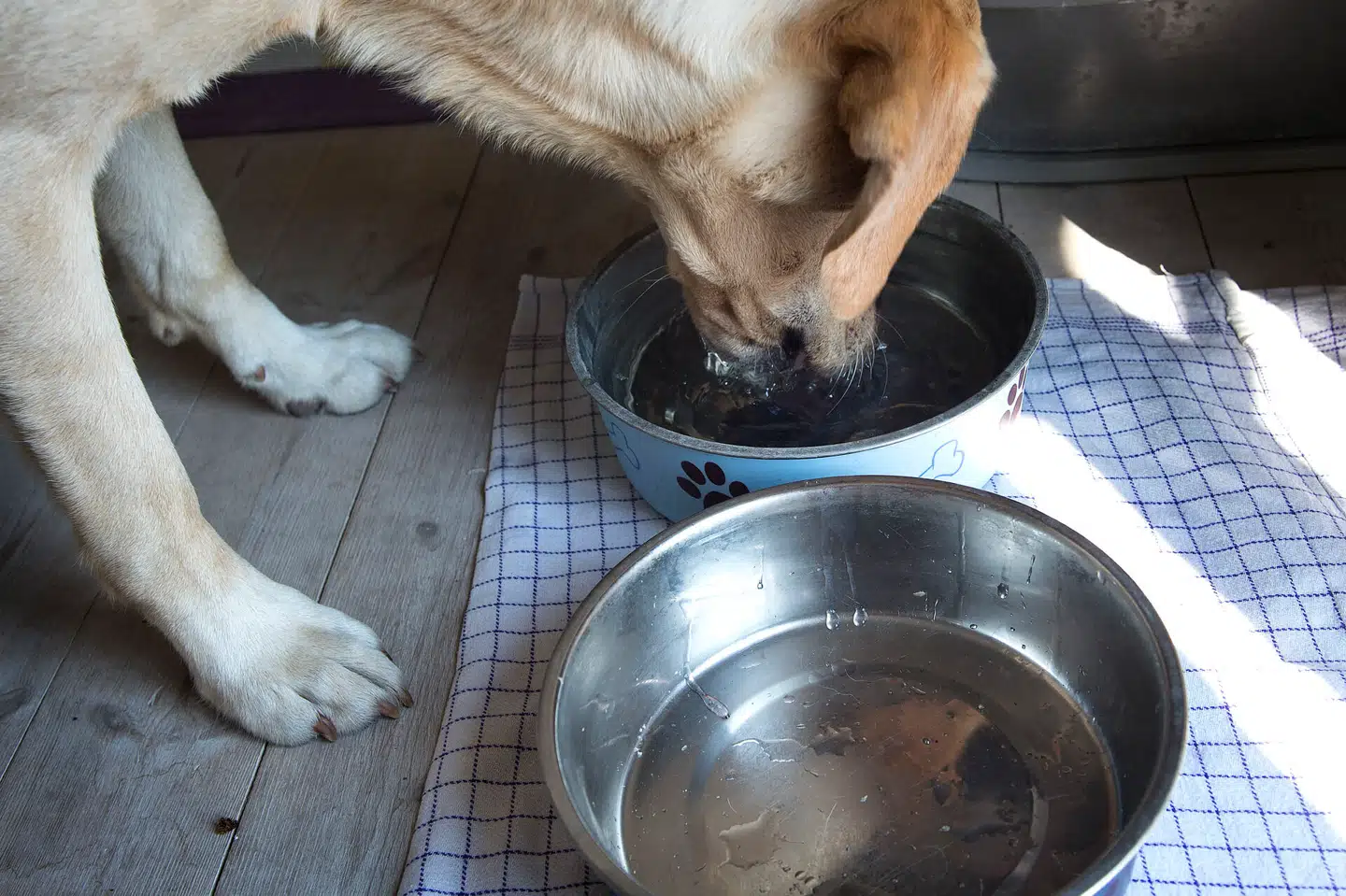 Arkivfoto: Liselotte Sabroe, Scanpix