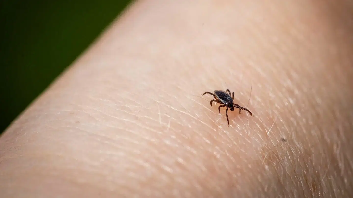 Det er hovedsageligt, hvis man bevæger sig rundt i den nordsjællandske natur, at man skal være ekstraopmærksom, vurderer Statens Serum Institut.