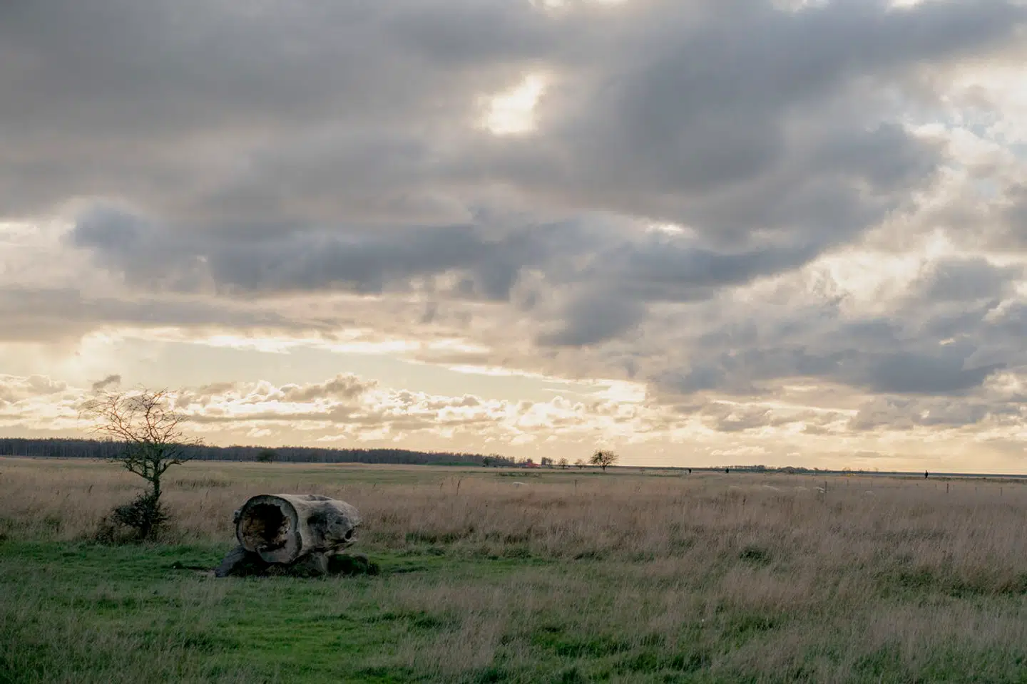 Grøn trepartsaftale får hårde ord med på vejen fra Greenpeace, som kalder aftalen en »kniv i ryggen«. Også tænketanken CONCITO, Økologisk Landsforening og Rådet for Grøn Omstilling er kritiske.