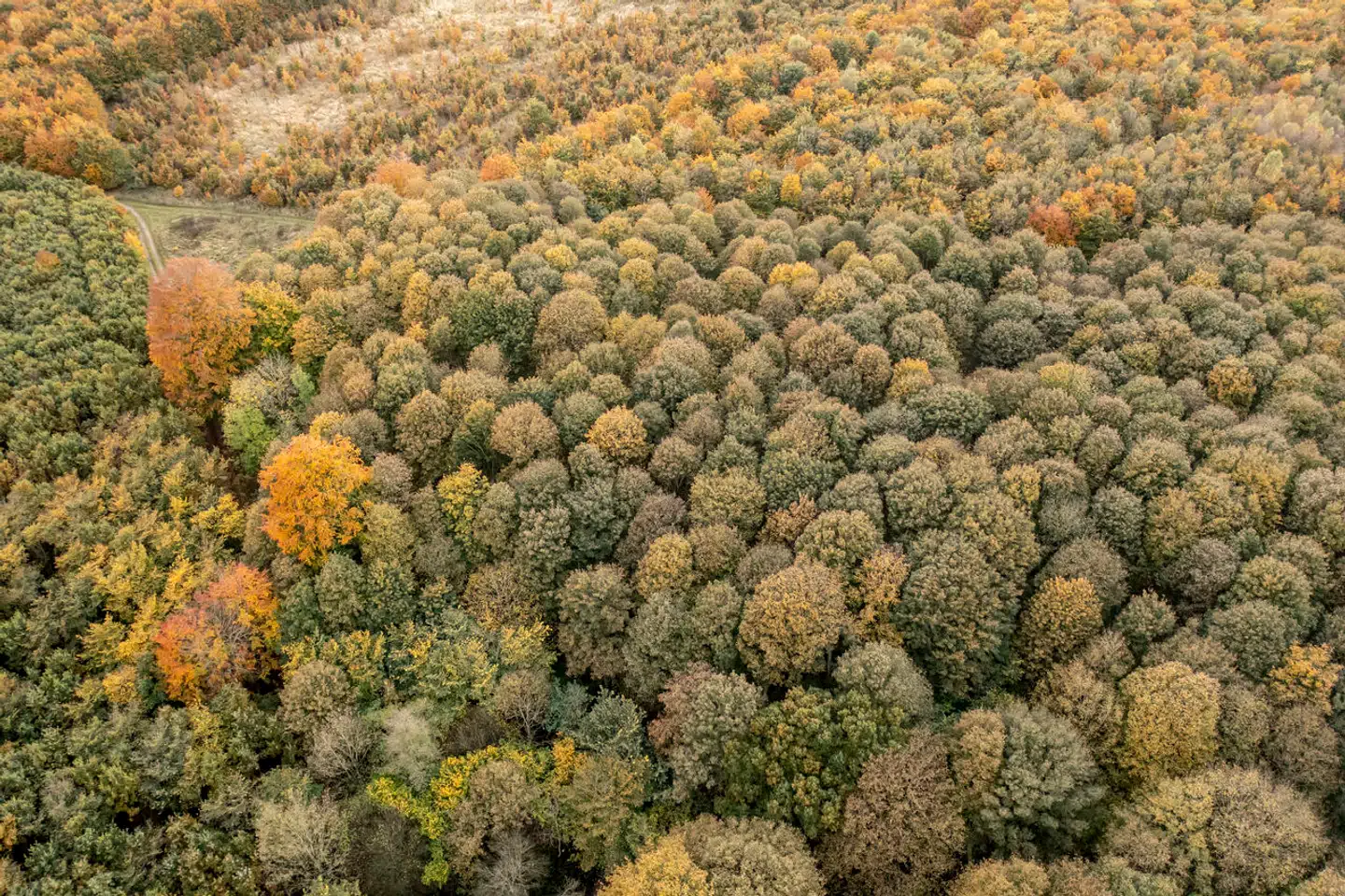 »En intelligent forvaltning af Danmarks landareal kræver derfor, at den fremtidige arealanvendelse, herunder til ny skov, inkluderer højest mulig synergi og sameksistens mellem de mange krav og behov til landskabets funktioner,« skriver kronikørerne. På billedet ses skov ved Kværkeby mellem Køge og Ringsted.