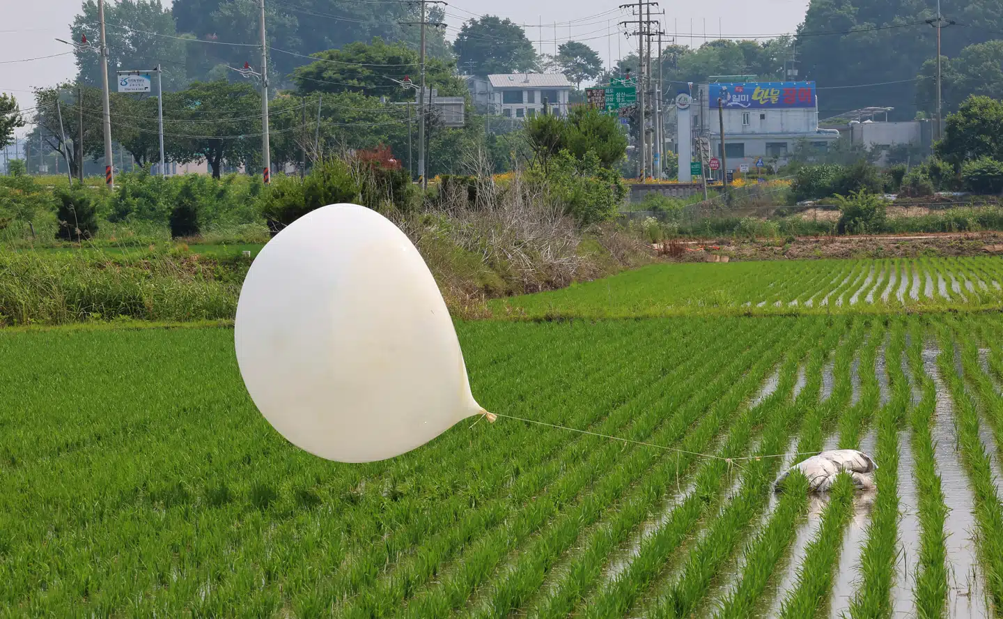 En ballon lander i en sydkoreansk rismark. Foto: Im-Sun-suk, Scanpix.