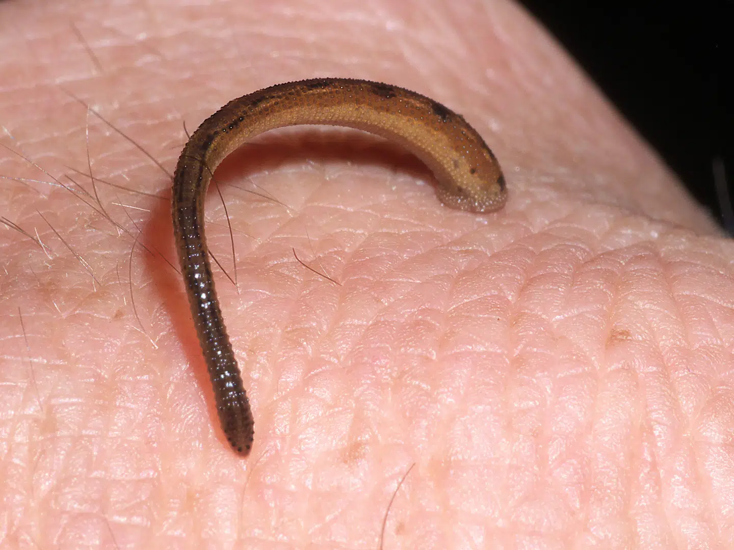 De hoppende igler er udbredt i Madagaskars vilde natur. Arkivfoto: Frank Vassen, Wikimedia Commons