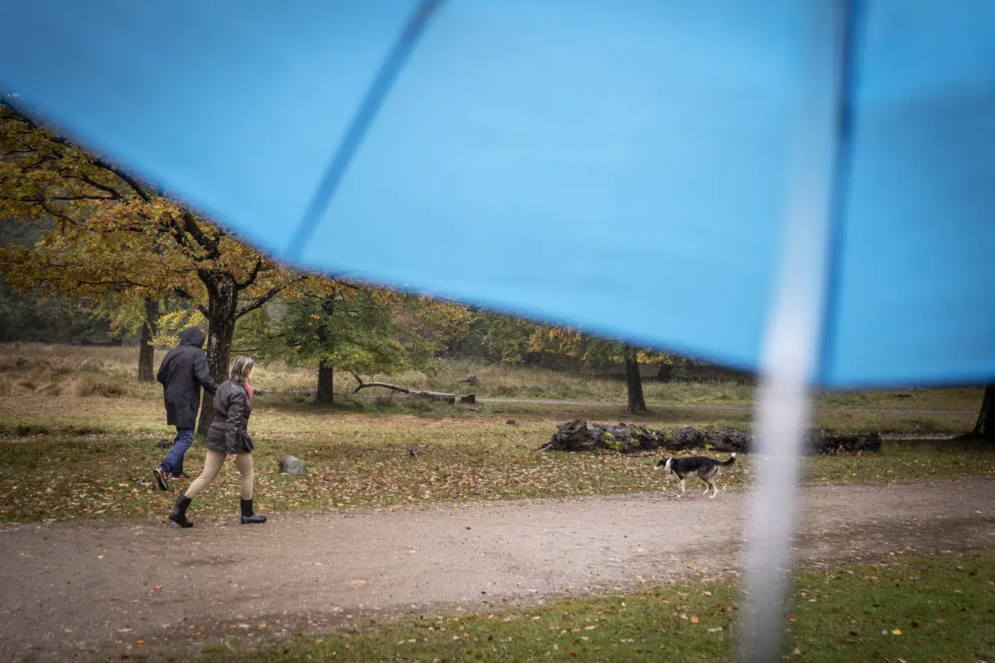 Der kan blive brug for en paraply søndag, især hvis man befinder sig på Bornholm, hvor der er varslet kraftig regn og skybrud. (Arkivfoto).