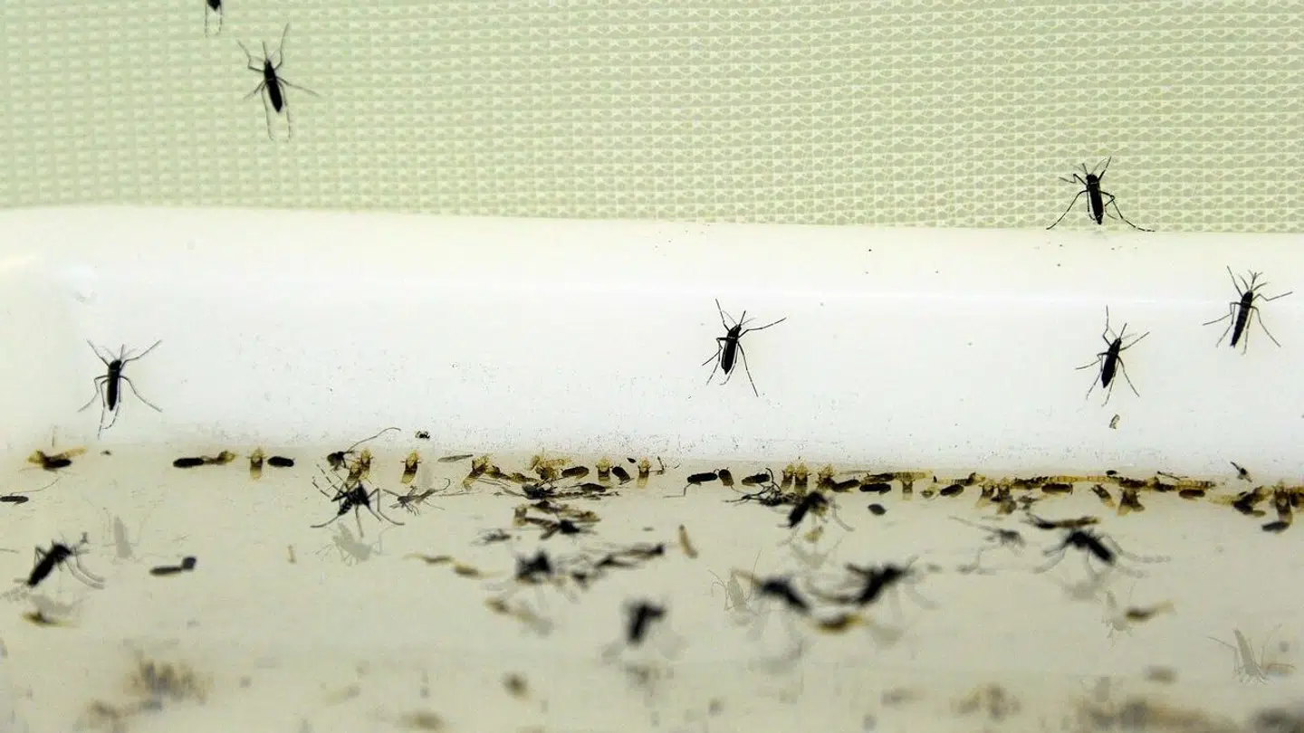 Tigermyg spreder sig i Europa, og på Balearerne slår myndighederne nu alarm.