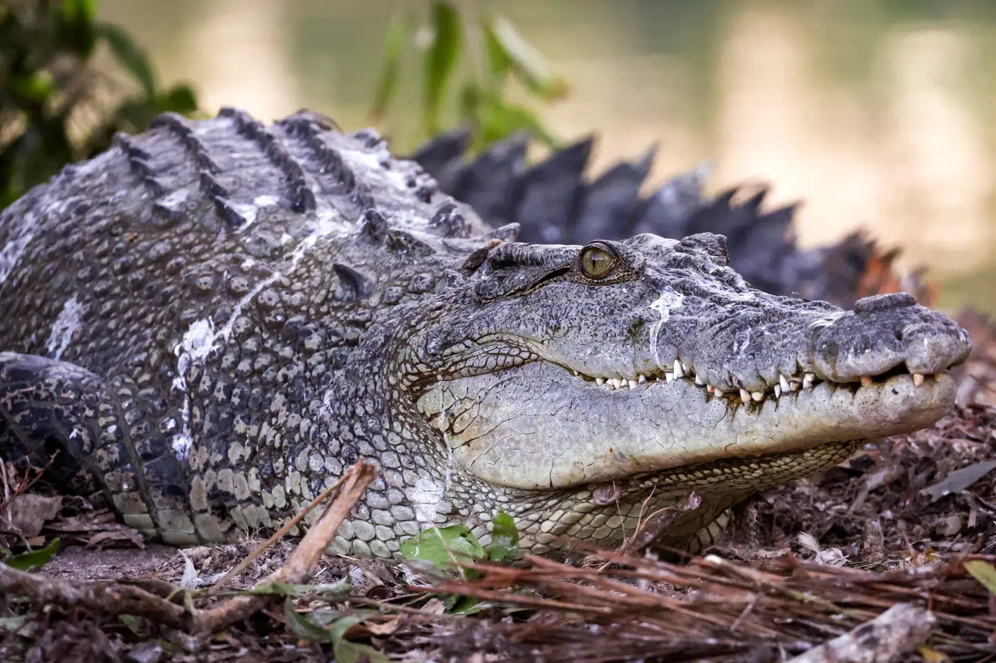 Saltvandskrokodiller, som den på billedet, bliver op til 6 meter lange, mens ferskvandskrokodiller kan blive 3,5 til 4 meter lange. (Arkivfoto).