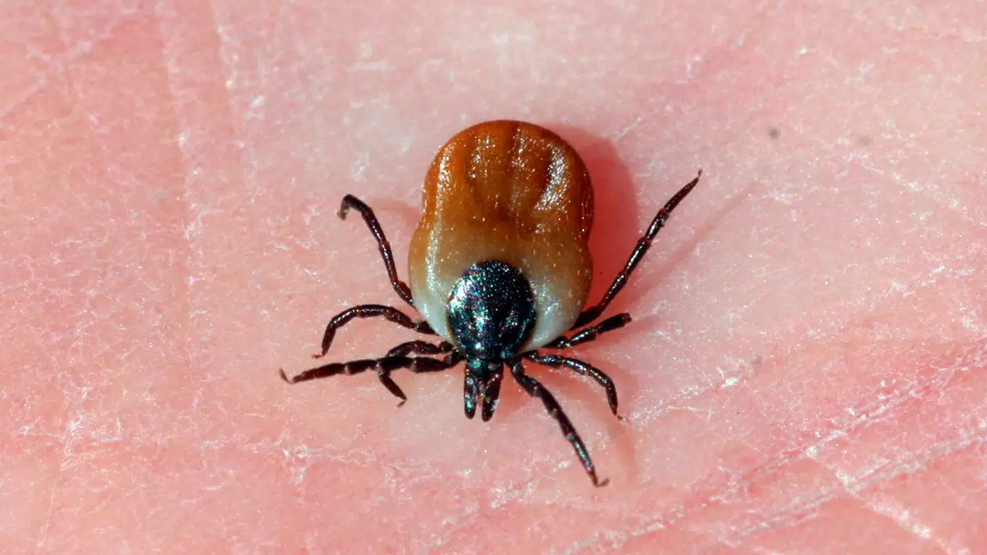 Et barn er død i Sverige efter et flåtbid.