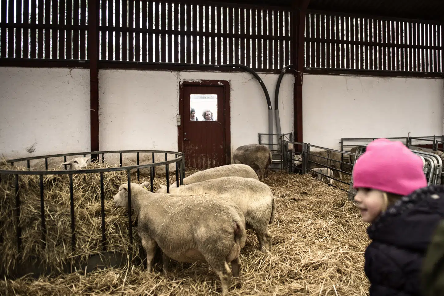 Landbruget har tabt arbejdspladser i årtier. (Arkivfoto).