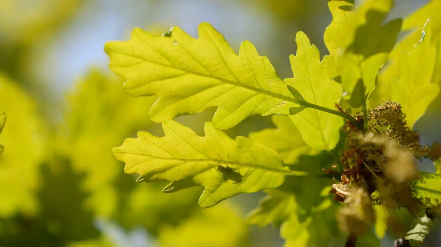 09 May 2020, Saxony-Anhalt, Thale: The shadow of a beetle can be seen on a leaf of an oak tree in the Bodetal. The rich green coloured leaf shines in the sun. Photo by: Matthias Bein/picture-alliance/dpa/AP Images