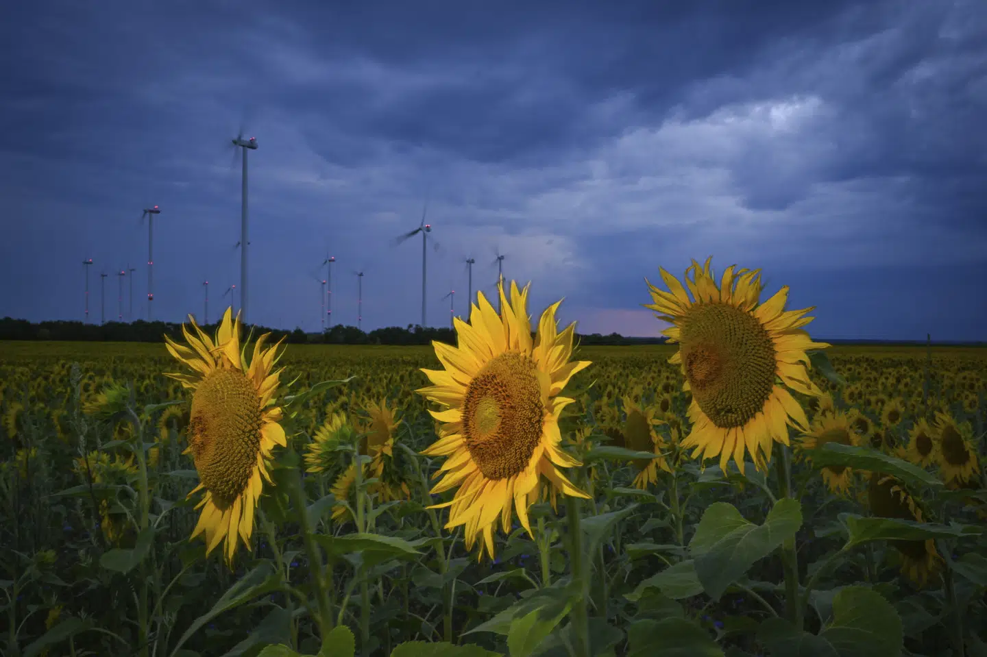 Mørk himmel over en mark med solsikker in Oder-Spree distriktet øst for Berlin. Voldsomme regnskyl har forvoldt oversvømmelser og ødelæggelser mange steder i Tyskland, og der ventes torsdag ekstremt vejr igen i adskillige delstater.
