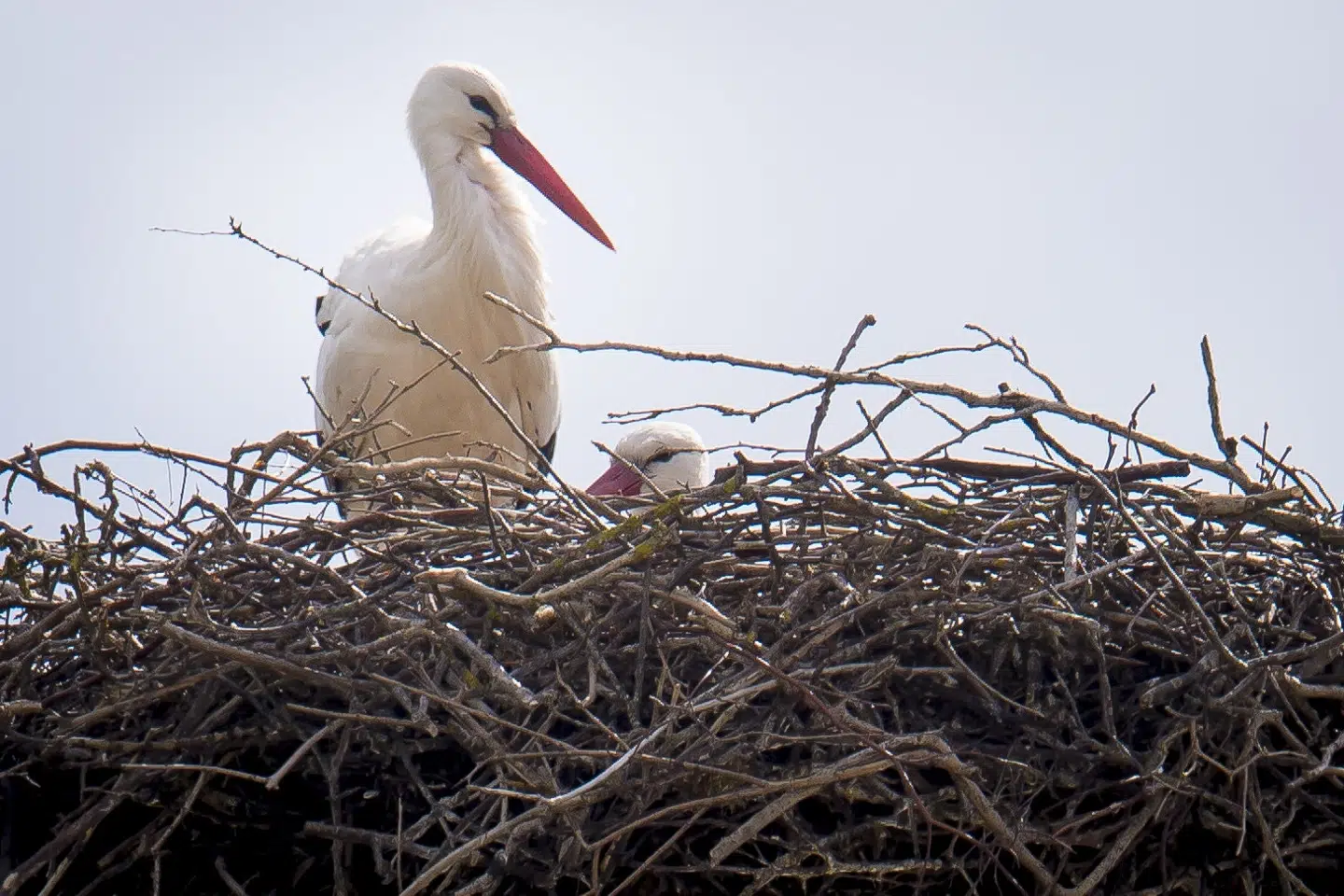 Der er storkeunger i reder i Sønderjylland og ved Gundsølille nær Roskilde. Otte ynglepar og 15 unger er det blevet til denne sæson. (Arkivfoto).
