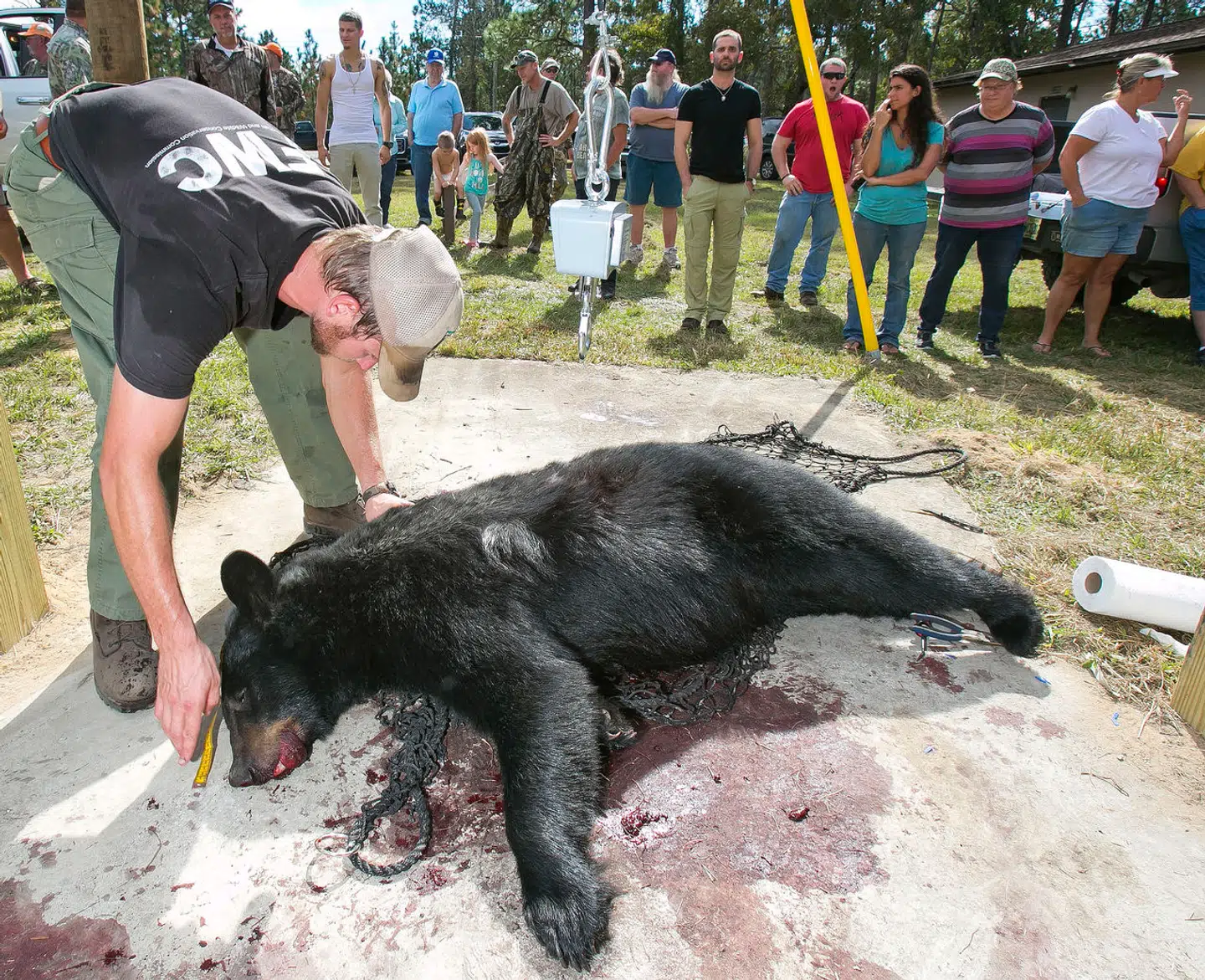 Der skal ofte mere end ét skud til at slå en bjørn ihjel. Billedet her er fra Florida, USA.
