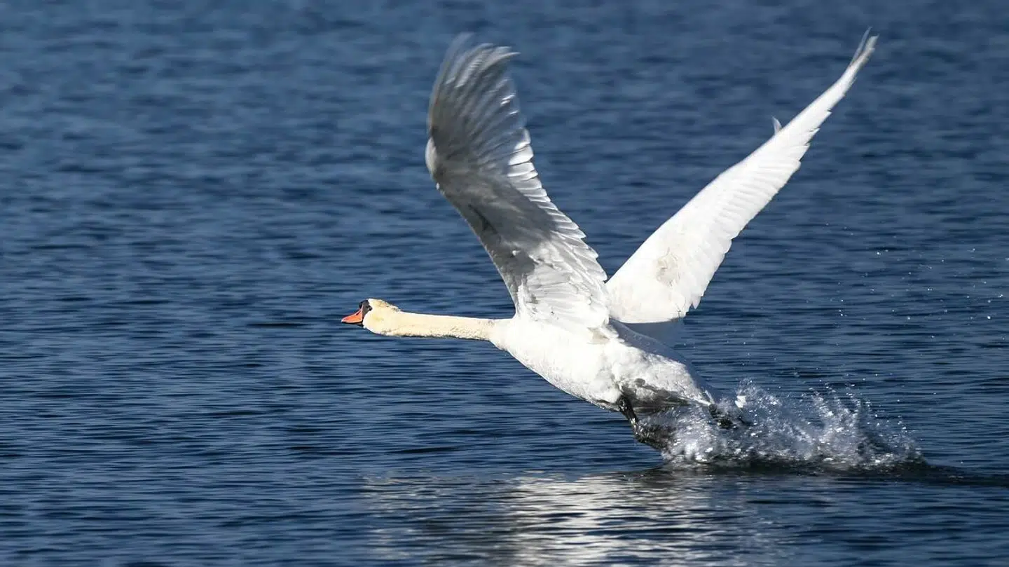 02 June 2021, Baden-Wuerttemberg, Unteruhldingen Am Bodensee: A swan takes off from the water to fly over Lake Constance. Photo by: Felix K'stle/picture-alliance/dpa/AP Images