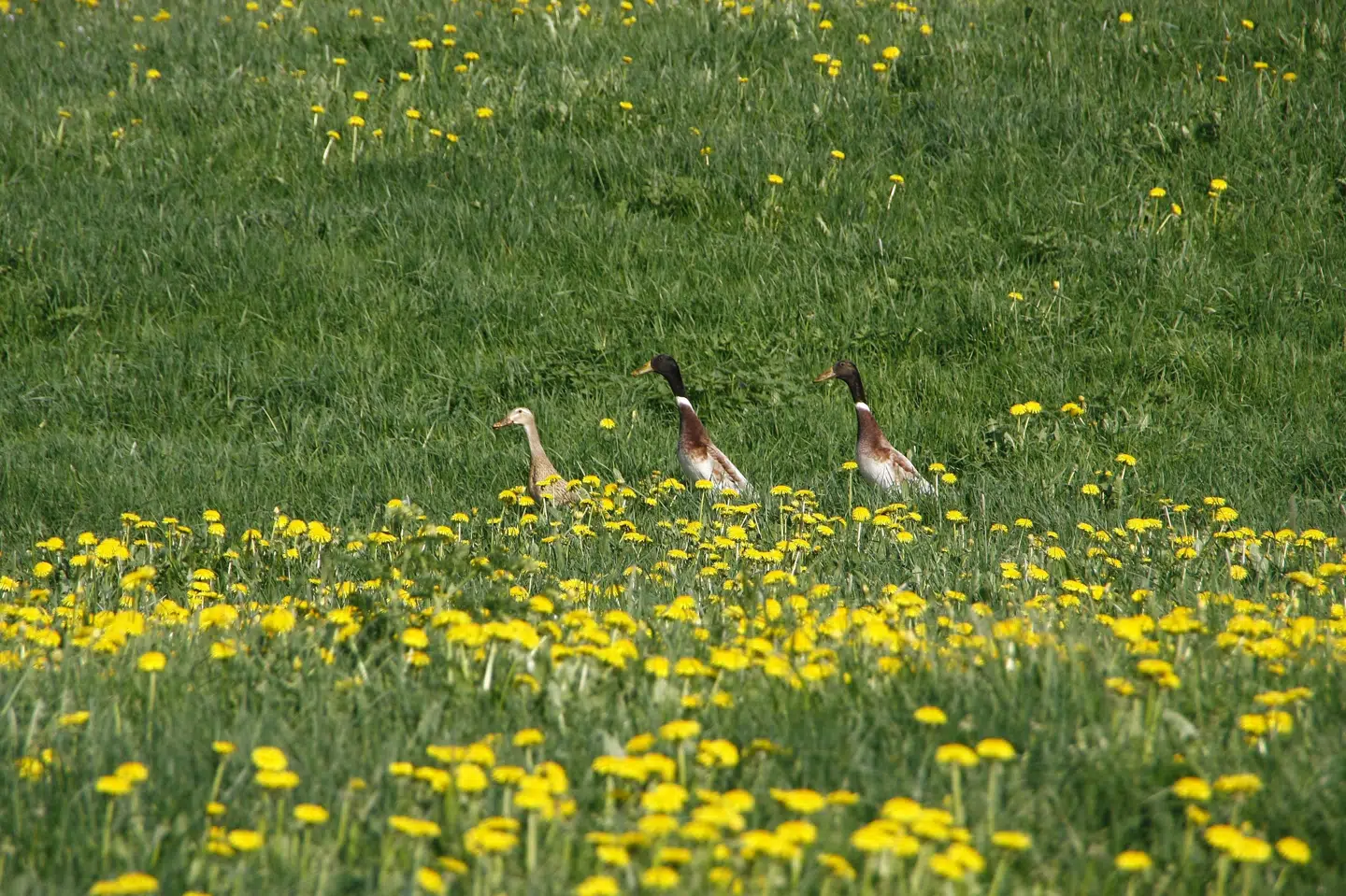 Løbeænder er kendt for gerne at ville spise dræbersnegle. Ifølge DBA oplever de stor efterspørgsel på dem. (Arkivfoto).