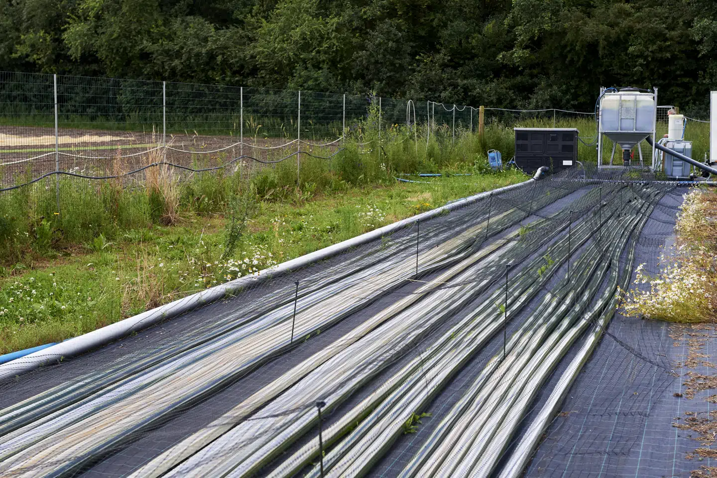 Alger til erstatning for importeret soja dyrkes i rør på en mark i Brande.