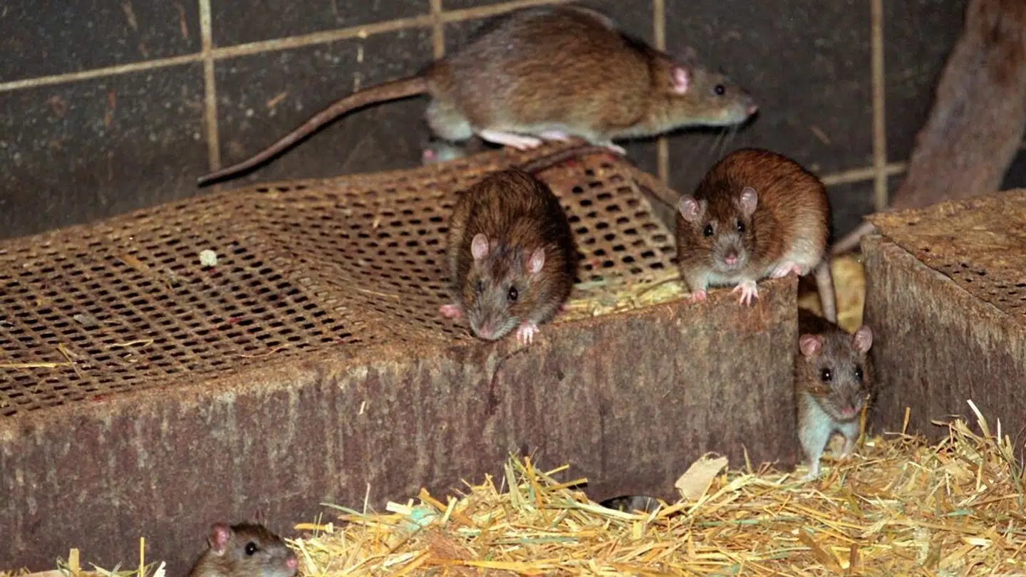 Det våde vejr har blandt andet fået rotterne op ad kloakkerne. Arkivfoto.