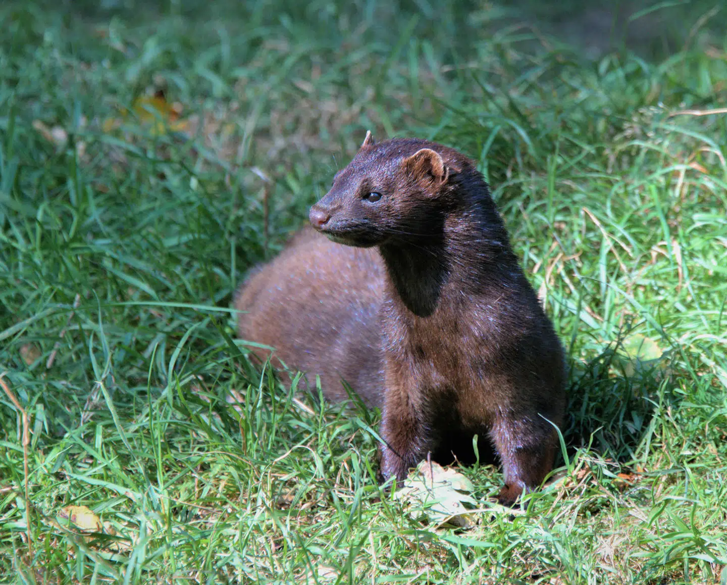 For nylig så en kvinde, som TV 2 Kosmopol har talt med, hvad der viste sig at være en mink, da hun spiste på en restaurant i København.