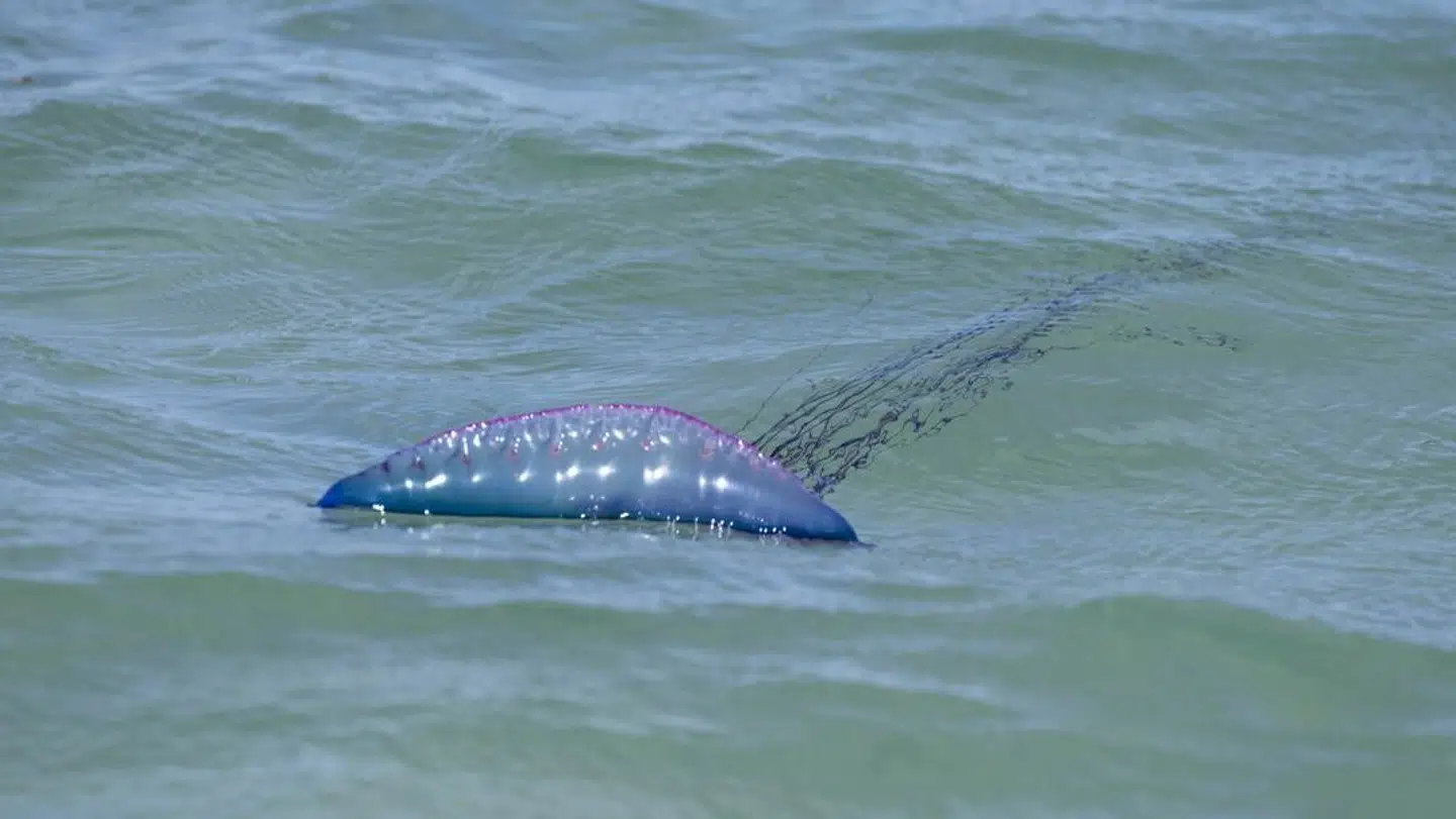 Sådan ser den portugisiske orlogsmand mand ud.