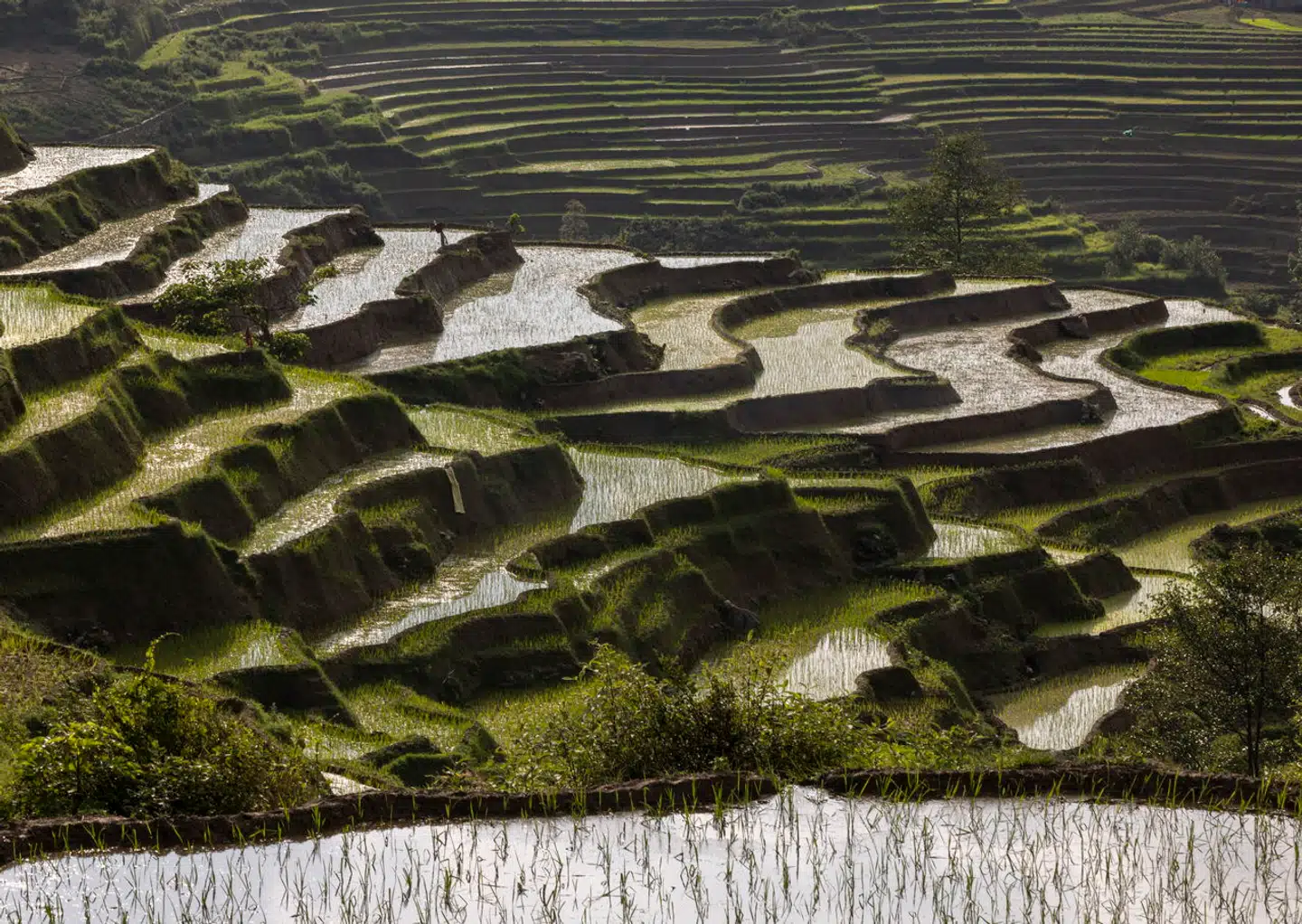 Forsøg på at mindske udledningen fra rismarker viser sig at have en uheldig bivirkning. Arkivfoto: Narendra Shrestha, Scanpix