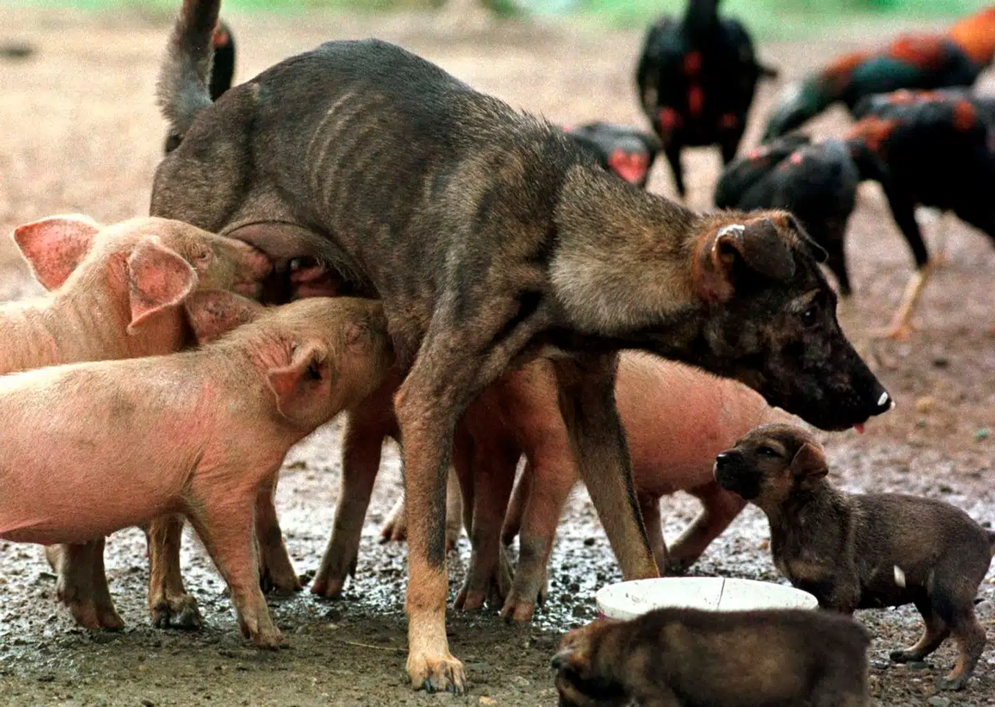 »Havde en historie om en hund eller en kat, der havde levet under dårlige forhold og efterfølgende var blevet spist, set dagens lys, ville folks reaktion også her have været forudsigelig. Personen, der havde spist denne hund eller kat, ville sandsynligvis blive lagt for had,« skriver Niels Kristian Kragh.