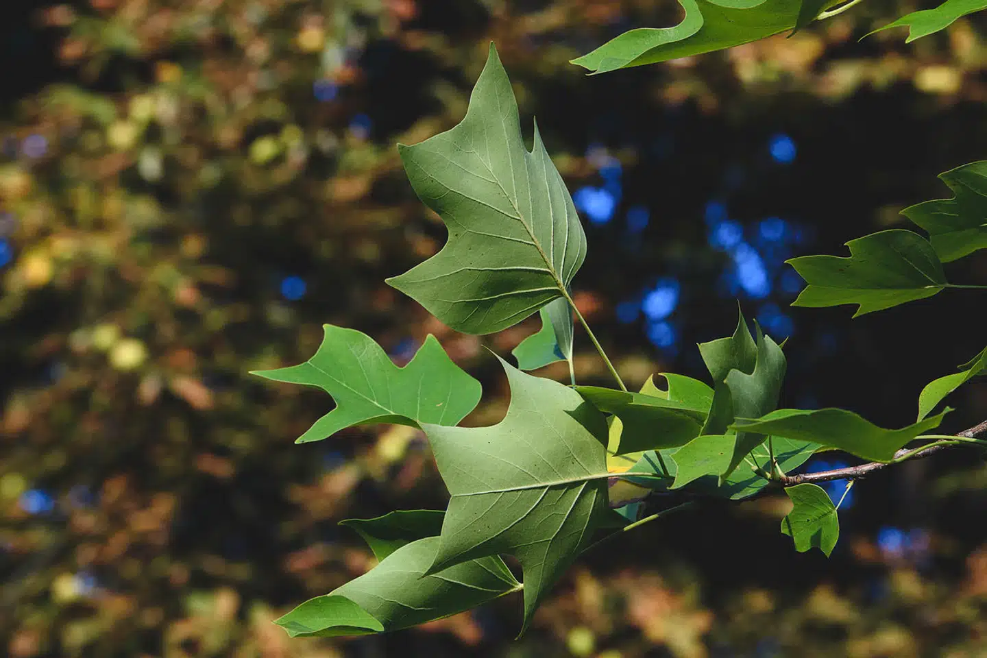 Tulipantræet er hverken hårdt eller blødt, men midt imellem. Arkivfoto: Sebastian Gollnow, Scanpix