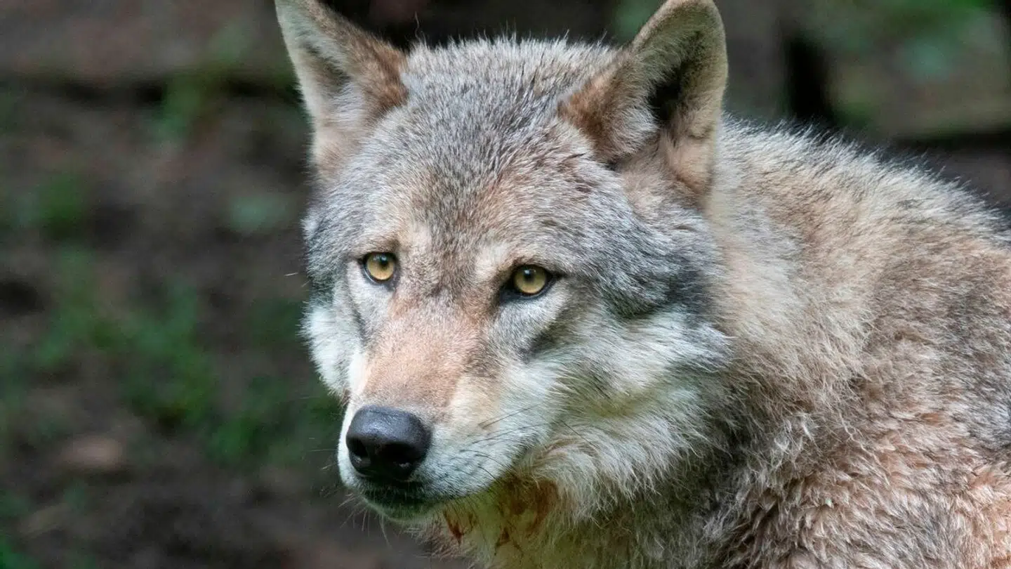 Et ulveangreb på en tiårig pige skaber nu frygt i det hollandske, som bliver advaret mod færden i skovområde.