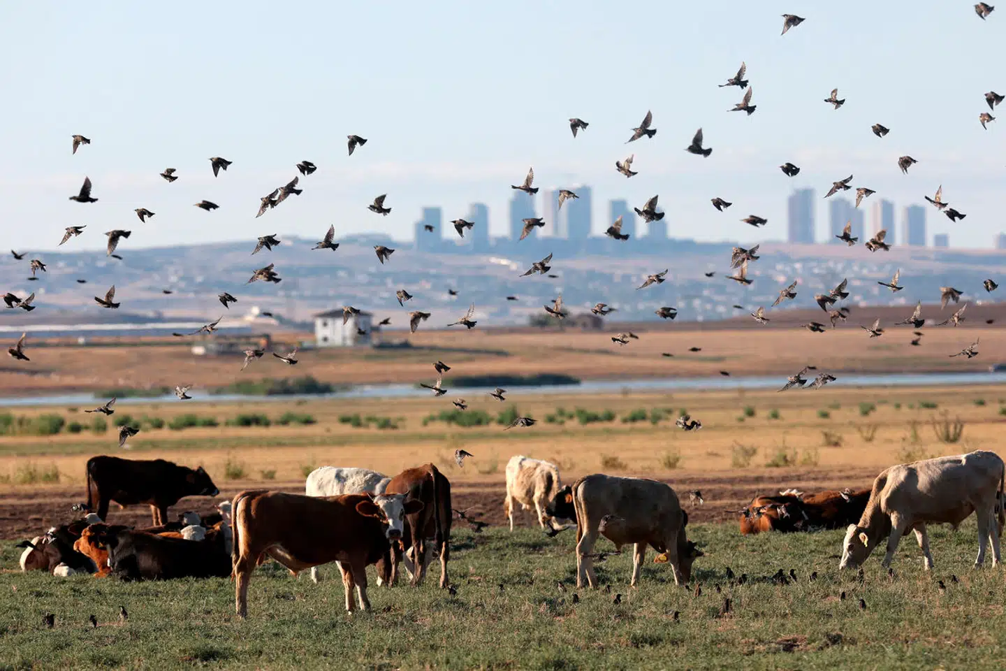 Både kvæg, fugle, katte, mus, ræve, havpattedyr – og mennesker – er blevet smittet af den bekymrende virus, der har potentiale til at udløse en ny pandemi.