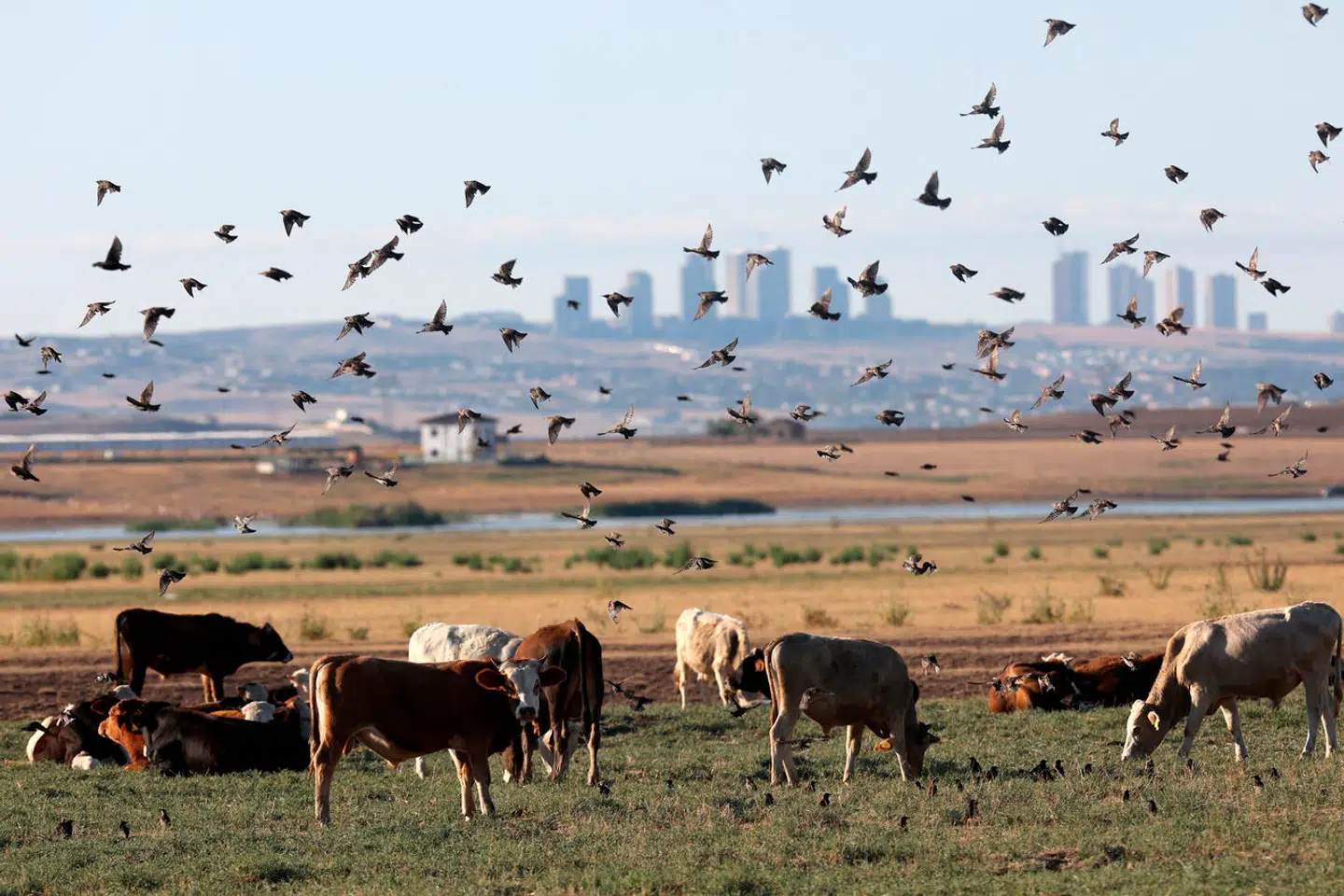 Både kvæg, fugle, katte, mus, ræve, havpattedyr – og mennesker – er blevet smittet af den bekymrende virus, der har potentiale til at udløse en ny pandemi.