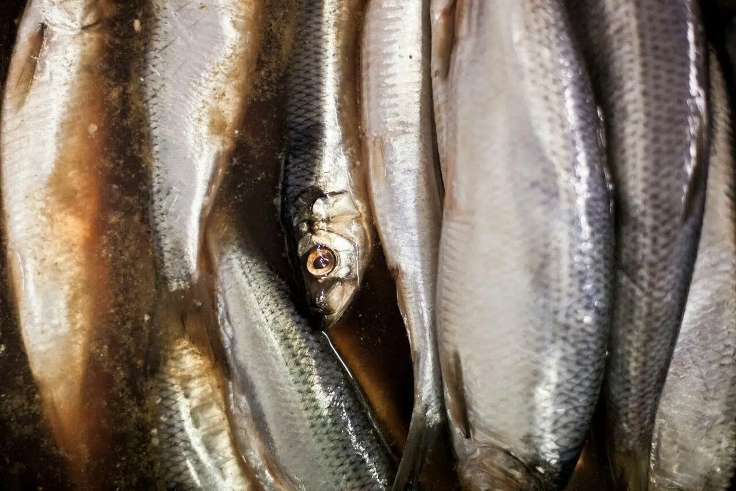 Når du deltager i dagens quiz, er du samtidig med i lodtrækningen om en præmie.