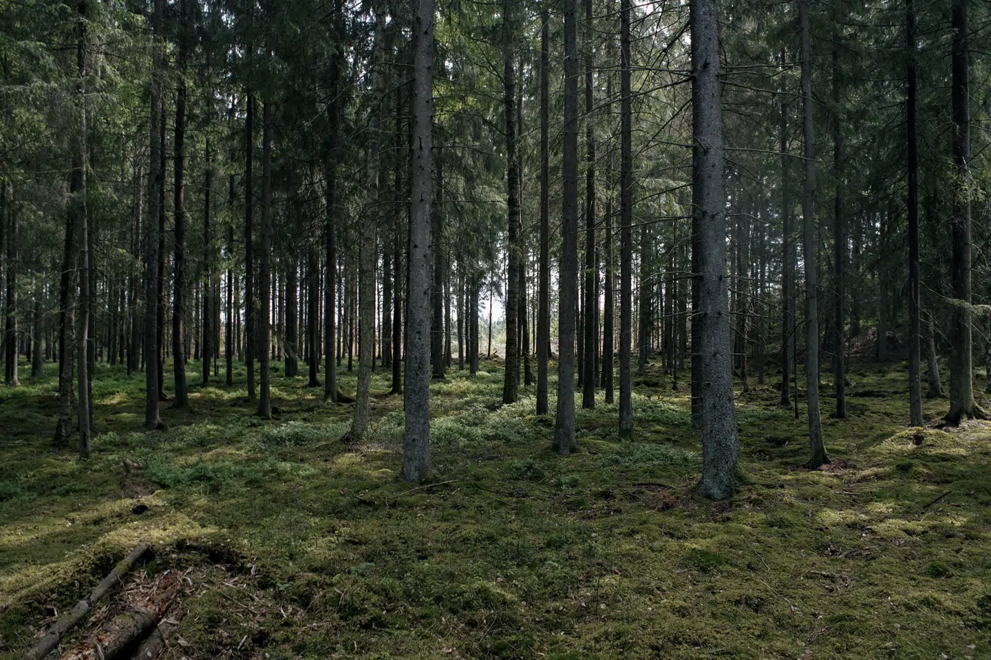 De svenske skove kan blive nødvendige madkamre for de svenske borgere i tilfælde af krisetid. (Arkivfoto).
