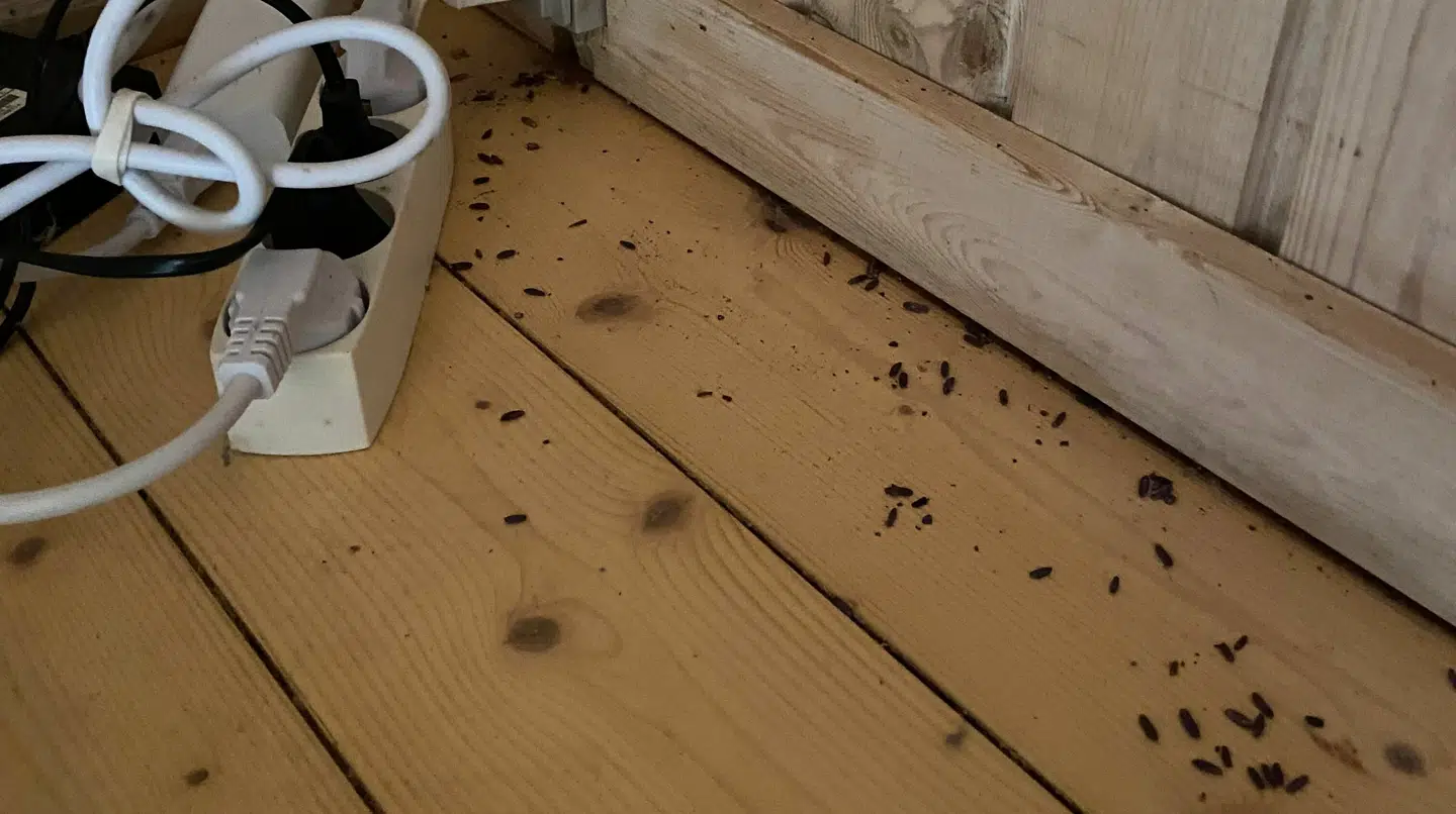 Kristine Klintebjerg og hendes familie troede, de skulle have en hyggelig og afslappende ferieuge i sommerhus. Men ...