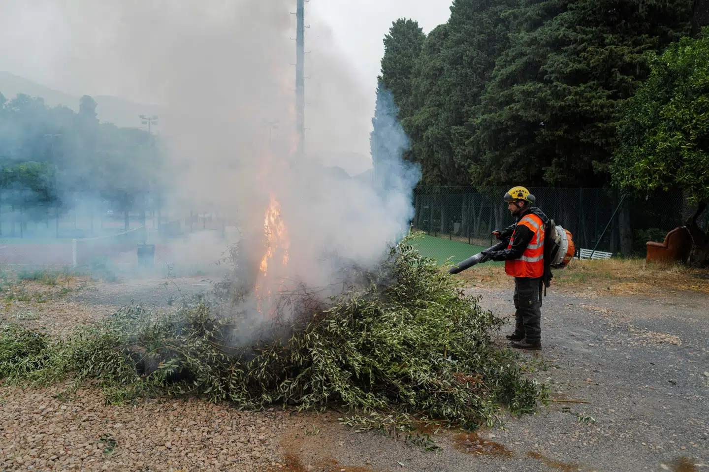 Et oliventræ inficeret med "Xylella Fastidiosa" brændes i Frankrig for at undgå spredning af bakterien. Landbrugsstyrelsen frygter, at den aggressive bakterie finder vej til Danmark. (Arkivfoto).