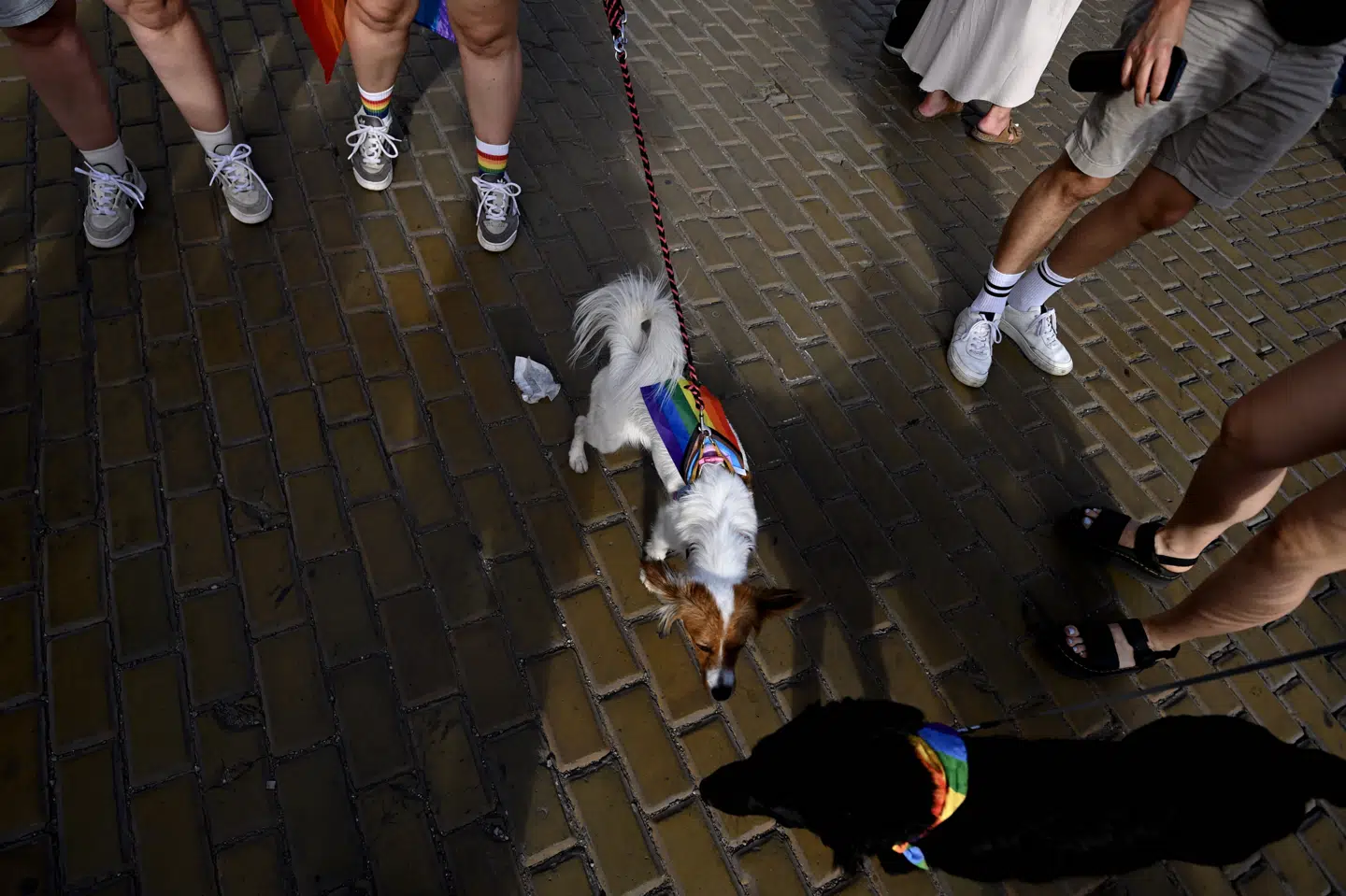 To hunde er klædt i regnbuefarvede flag under Pride-paraden i den bulgarske hovedstad, Sofia, 22. juni 2024.