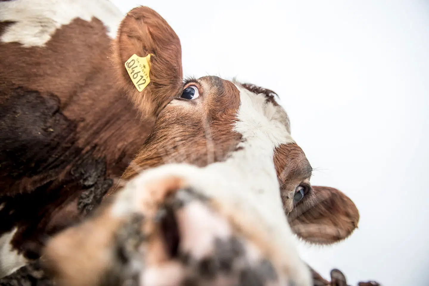 De ser søde og fredelige ud, men man skal være varsom, når man nærmer sig en ko.