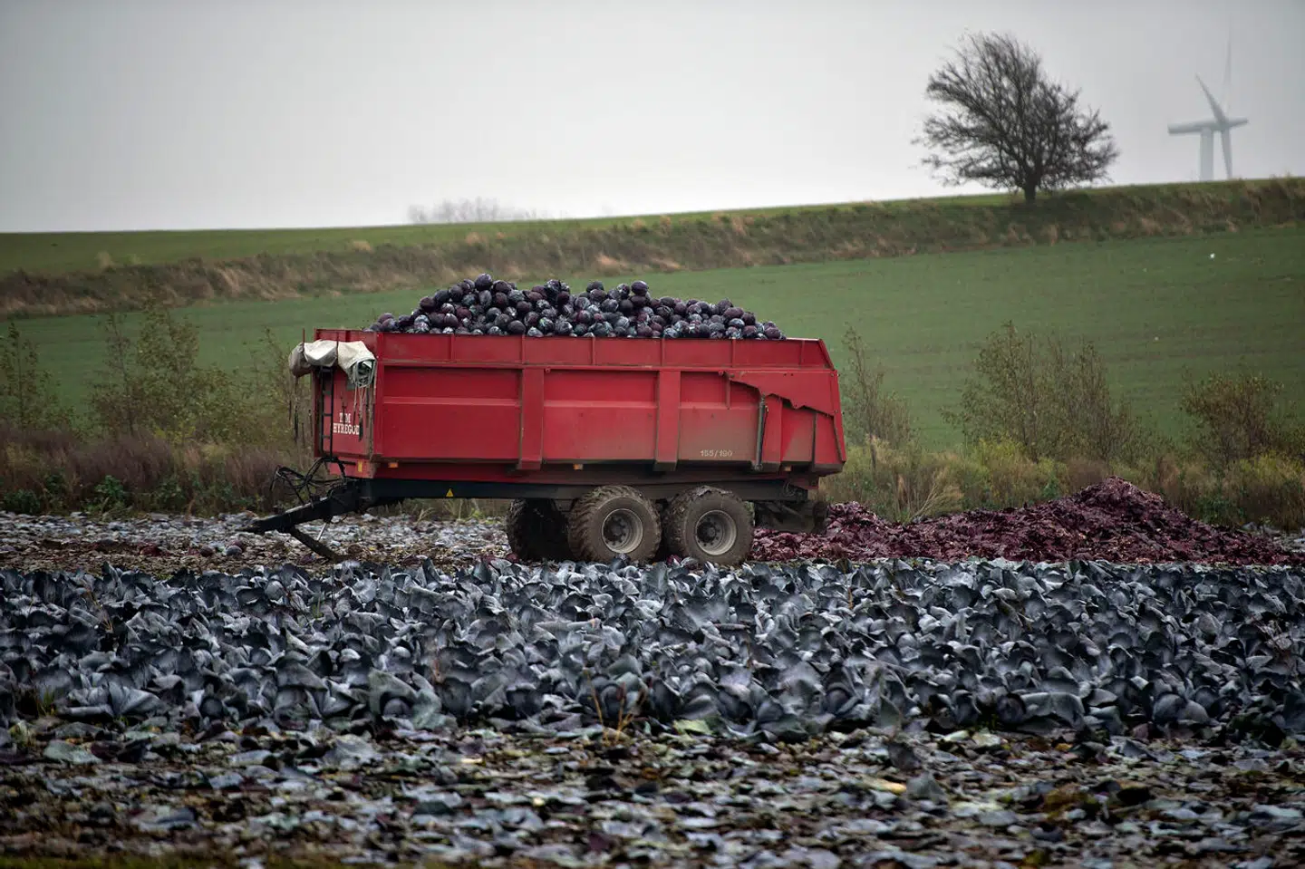 De japanske biller spreder sig i Europa, og også i Danmark holder myndighederne skarpt øje med den invasive art. På billedet ses en mark, hvor man er i fuld gang med at høste rødkålshoveder.